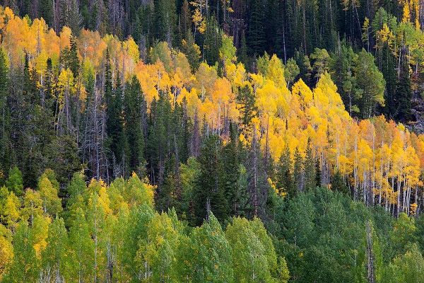 Utah; Wasatch-Cache National Forest, aspen trees along Mirror Lake Scenic Byway